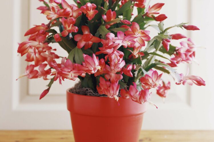 How to Care for Your Christmas Cactus so It Will Bloom All Holiday Season Long