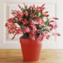 How to Care for Your Christmas Cactus so It Will Bloom All Holiday Season Long